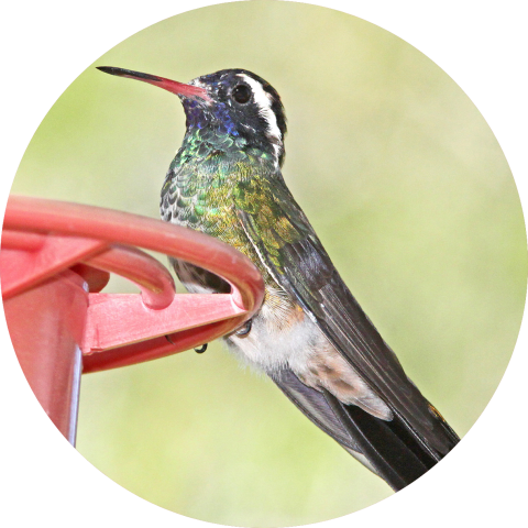 White-eared hummingbird