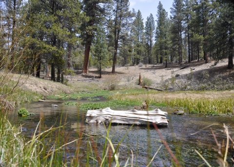 A log is in a body of water. Trees are in the background. 