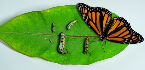 Monarch egg, each of the five caterpillar sizes and an adult butterfly on a milkweed leaf