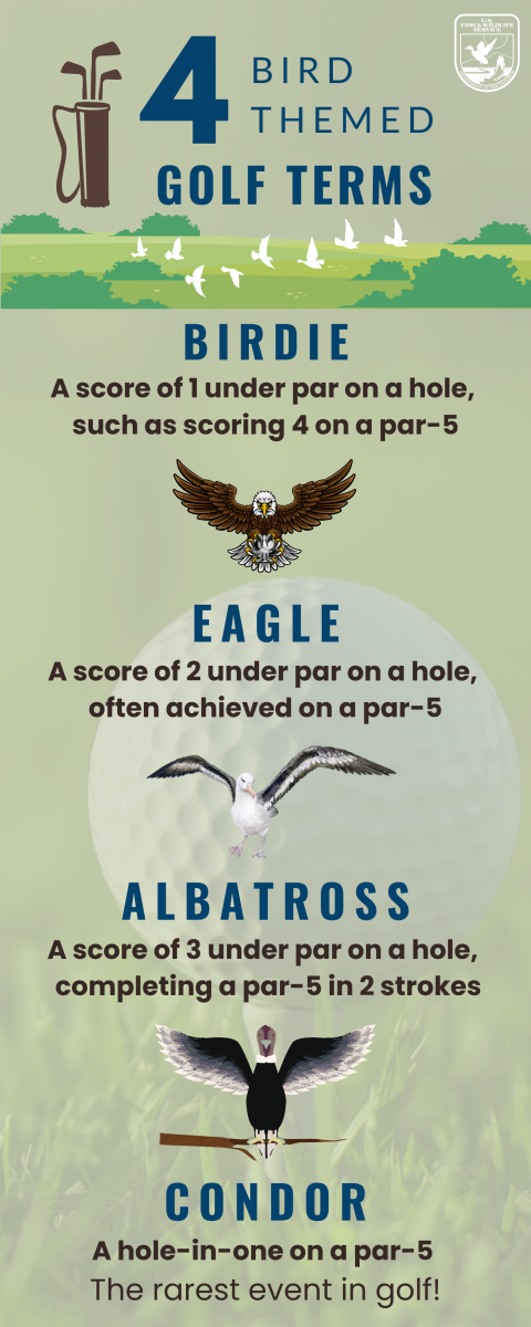 Infographic showing and describing four bird themed golf terms, including birdie, eagle, albatross and condor with decretive golf clubs and birds to represent each bird themed word.