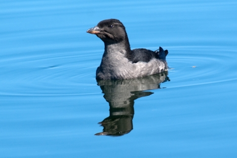 Rhinoceros auklet floating on water