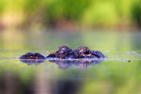 An alligator with his eyes and nose peaking out of the water in the swamp.