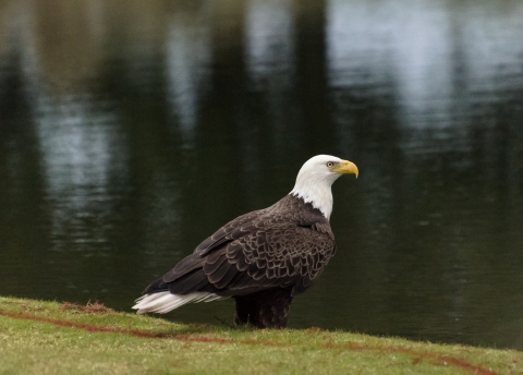 Bald eagle at Grand Cypress Golf Club in Orlando Florida