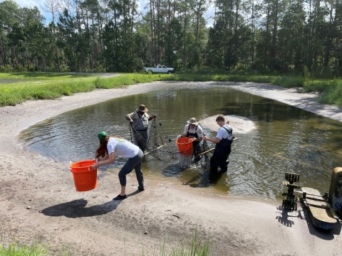 Catfish pond seining at Welaka NFH