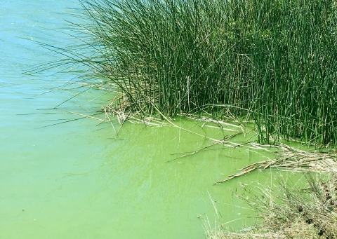 Blue-green Algal Bloom