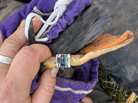 Closeup of an orange bird leg with webbed feet with a small tag around it.