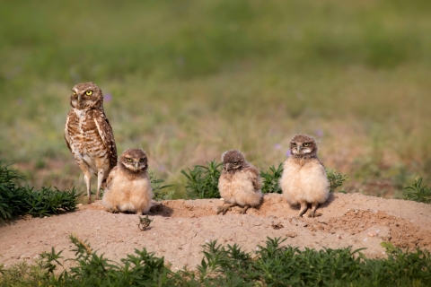 Burrowing owl female with three owlets at Pawnee National Grasslands