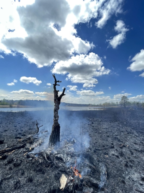 A landscape still smokes after a burn with darkened soil and one standing snag.