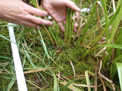 Close-up image of a pair of hands examining vegetation growing
