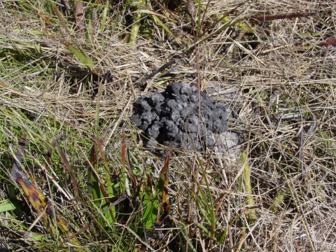 Crayfish burrow