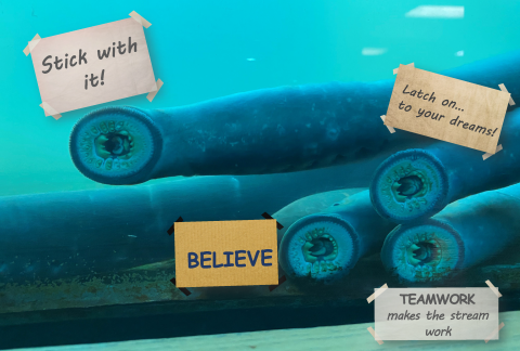Four long bodied fish with suction mouths show their teeth as they stick to the glass of a viewing window. Each fish has a sign next to it with words of encouragement. One sign says, "stick with it!". Another says, "BELIEVE". The third sign says "Latch on...to your dreams!". The final sign says "Teamwork makes the stream work."
