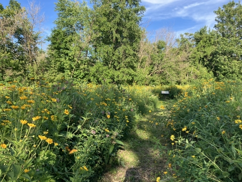 an educational sign is surrounded by wildflowers and meadow