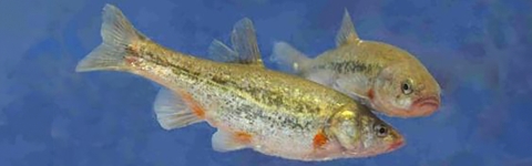 Two yellow and white speckled fish with slight frowns.