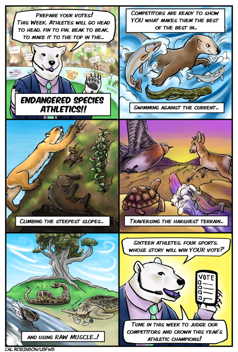 A six-panel comic strip featuring animals that are competing in the Endangered Species Athletics.