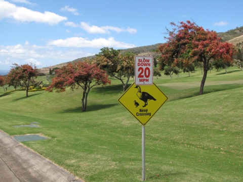 Flowering habit with nene crossing sign at Waikapu Golf Course in Maui, Hawaii