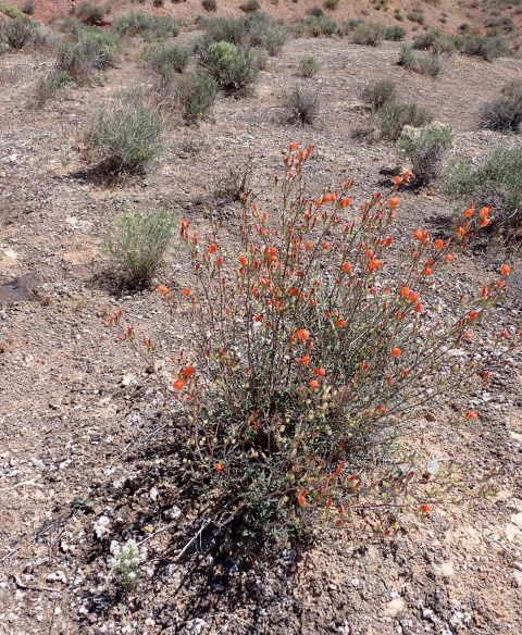 A shrub-like plant with showy, bright orange flowers.