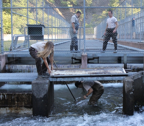 In the foreground, two staff at a fish hatchery work both above and in the water to remove some structures. Two people are in the background behind a chain link fence. 