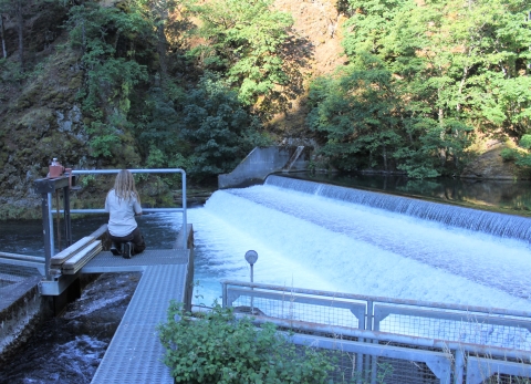 A woman kneels on a metal walkway in front of flowing water as she monitors fish. 