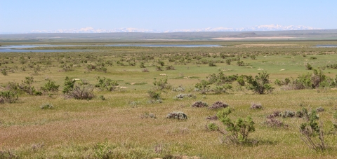 A prairie dog town is shown with shrubs and a mountain background in the distance.