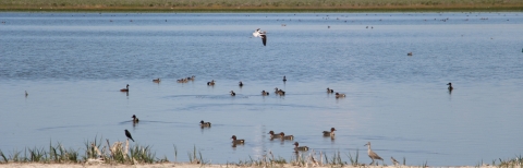 Waterfowl and water birds are shown on a lake.