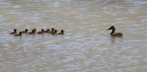 A hen duck and ten ducklings swimming in the water are shown.