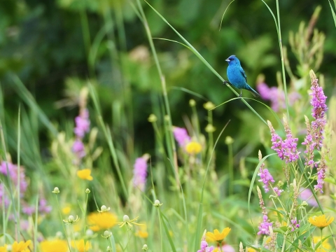 blue bird sits in a meadow with purple and yellow flowers