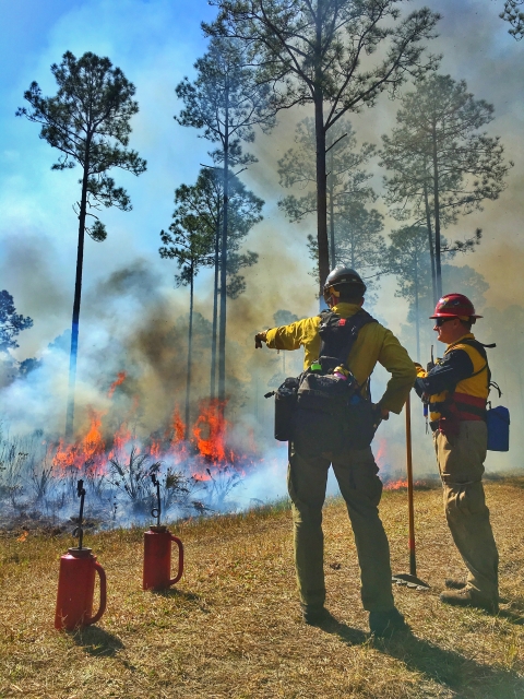 Two firefighters stand near a prescribed fire that is burning in thin trees. One firefighter is pointing to the fire and there are two drip torches on the ground.