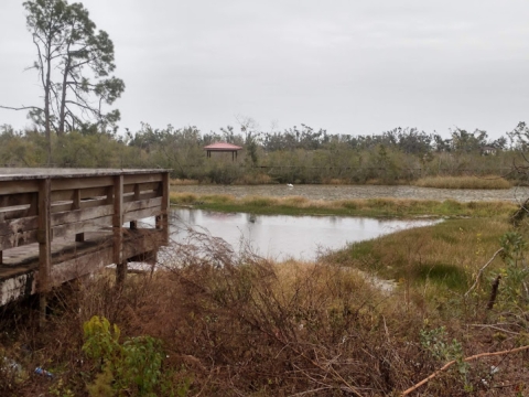 Wetland at public park