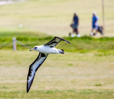 Laysan albatross flying above Kahuku Golf Course