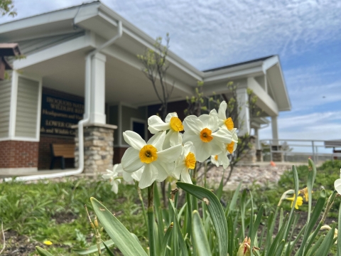 Daffodils in front of the Iroquois national Wildlife Refuge Visitor Center