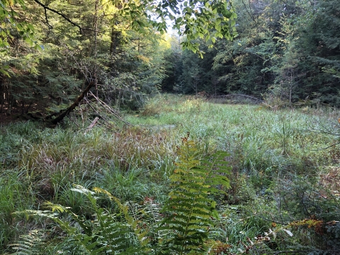 A clearing in the forest with grasses and ferns