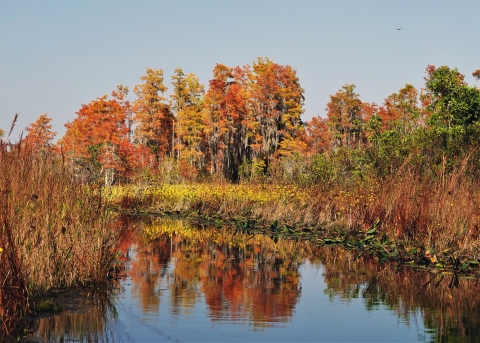 The Okefenokee Swamp prairie turns brilliant yellow, gold, and orange during the fall.