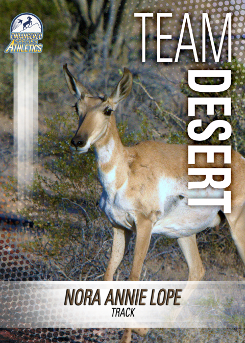 A sports-style trading card with a Sonoran pronghorn on the front that says "Nora Annie Lope" and "Team Desert"