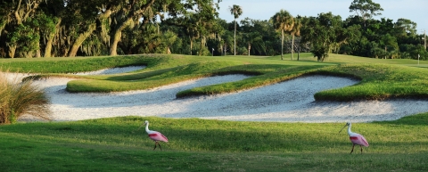 A pair of roseate spoonbill walk across a golf course