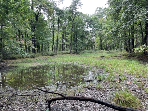 A pool of water in a small forest clearing