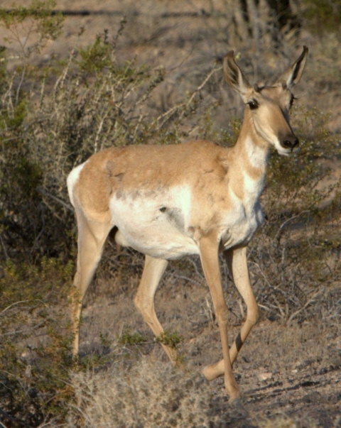 a brown and white antelope trots through the desert