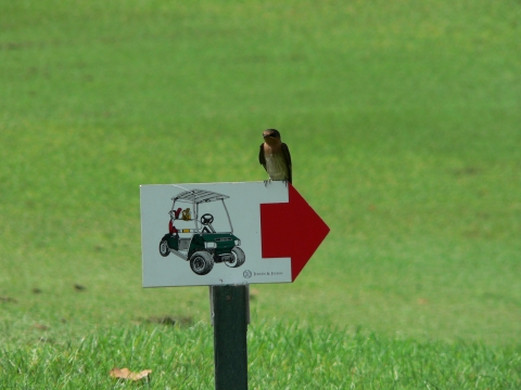 Swallow on a golf course sign