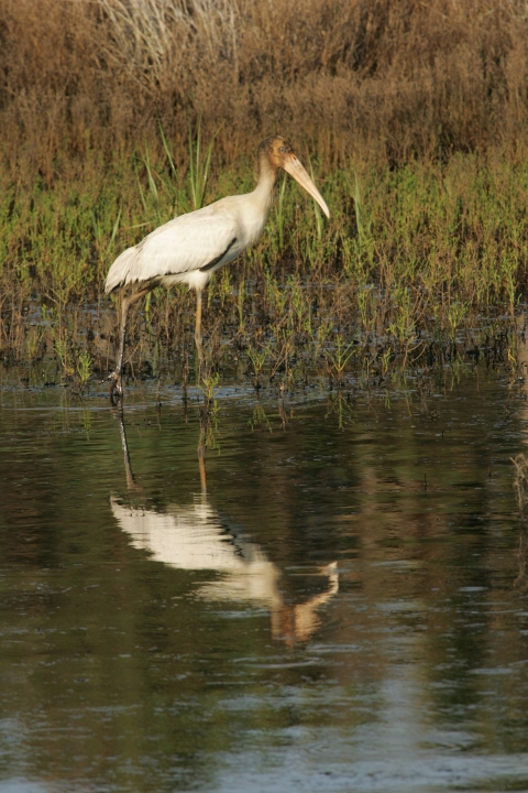  A wood stork in a pond.