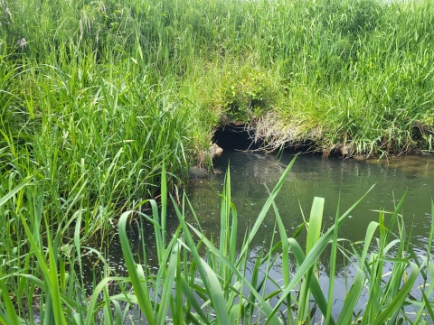 water flows through a culvert surrounded by thick vegetation