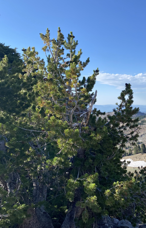 a prickly pine tree with a gnarled trunk stands on the edge of a mountainous landscape