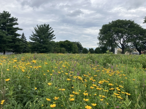 yellow wildflowers are in abundance