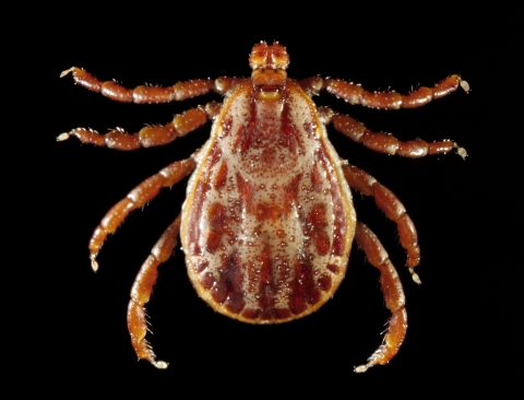 Photo of a male rocky mountain wood tick