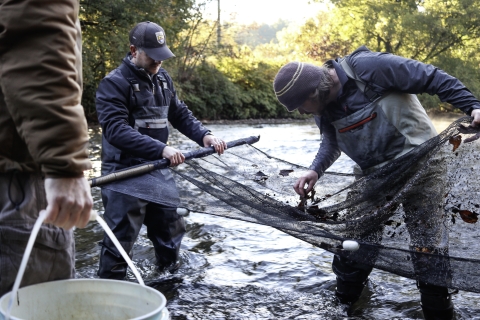 Three people standing in a stream, one holding a bucket, one holding one end of a large net, and the third picking through items caught in the net