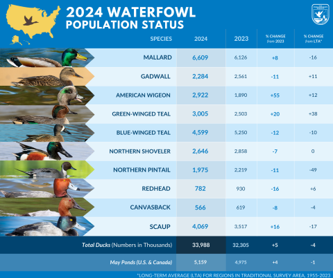 Infographic showing the 2024 Waterfowl Population Status report results. It features a table with a picture of each species, the species names (mallard, gadwall, American wigeon, green-winged teal, blue-winged teal, Northern shoveler, Northern pintail, redhead, canvasback, scaup) and then a column for 2024 results, 2023 results, % of change from 2023 and % of change from the Long Term Average. There is a decorative element of the United States as a yellow shape with a duck on it.