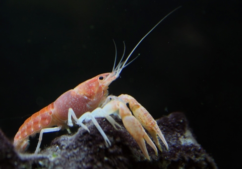 A Miami cave crayfish is shown perched on limestone deep underwater.