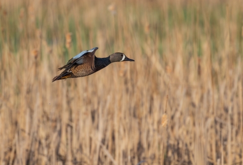 duck flying low over brown wetland plants