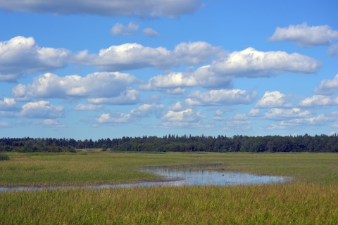 wetland with green submerged plants and light blue sky with puffy white clouds