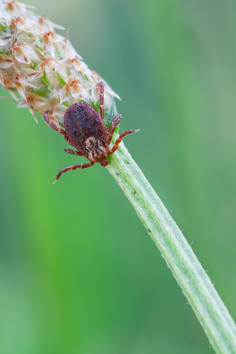 A rocky mountain wood tick on a piece of grass