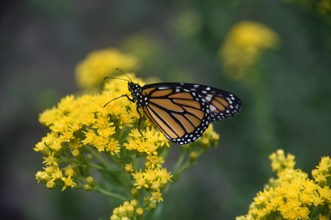 Orange, black and white butterfly on yellow wildflower