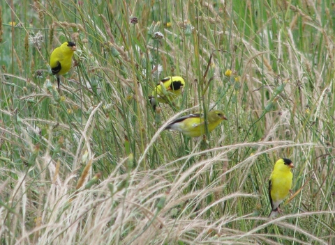 four American goldfinches perching on meadow grasses